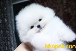 POMERANAIN BOO YAVRULARIMIZ A Kalıte 3