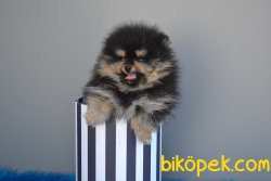Pomeranian Boo 3