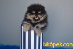 Pomeranian Boo 2
