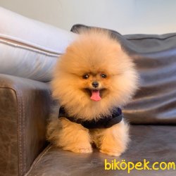 Pomeranian Boo Teddy Bear Secereli Eğitimli Asili Yavrularımız 2