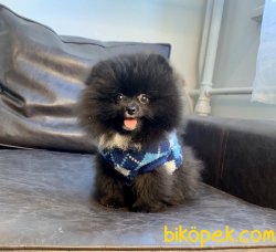 Pomeranian Boo Teddy Bear Secereli Eğitimli Asili Yavrularımız 4