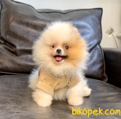 Pomeranian Boo Teddy Bear Secereli Eğitimli Asili Yavrularımız 3