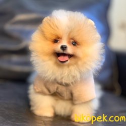 Pomeranian Boo Teddy Bear Secereli Eğitimli Asili Yavrularımız 5
