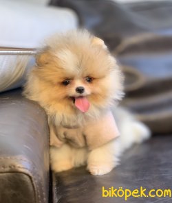 Pomeranian Boo Teddy Bear Secereli Eğitimli Asili Yavrularımız 1