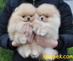 Pomeranian Boo Teddy Bear Yavrularımız 4