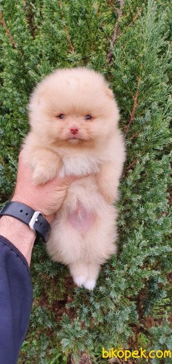 Pomeranian Boo Teddy Bear Yavrularımız 2