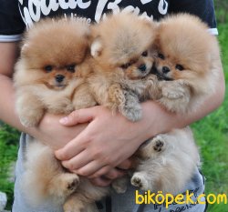 Pomeranian Boo Teddy Bear Yavrularımız 3