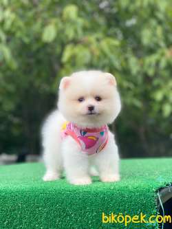 Pomeranian Boo Yavrularımız 3 4