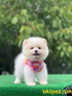 Pomeranian Boo Yavrularımız 3 3