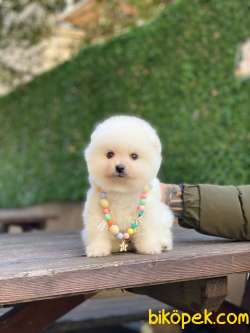 Pomeranian Boo Yavrumuz Alvin 3