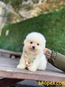 Pomeranian Boo Yavrumuz Alvin 2
