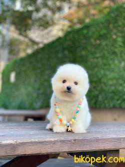 Pomeranian Boo Yavrumuz Alvin 4