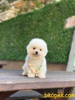 Pomeranian Boo Yavrumuz Alvin 5
