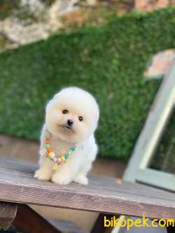 Pomeranian Boo Yavrumuz Alvin 1