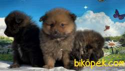 POMERANİAN  YAVRU 1