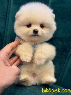 POMERİAN BOO YAVRULARI 3