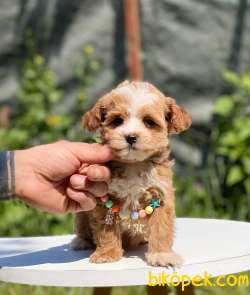 Poodle Kalitesinde Dişi Maltipoo 5