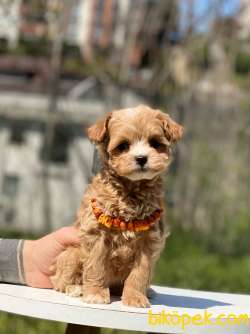 Poodle Kalitesinde Dişi Maltipoo 4