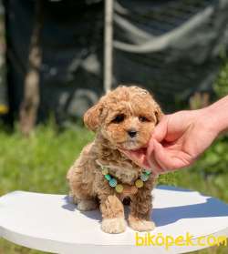 Poodle Kalitesinde Dişi Maltipoo 3