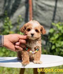 Poodle Kalitesinde Dişi Maltipoo 2