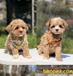 Poodle Kalitesinde Dişi Maltipoo 1