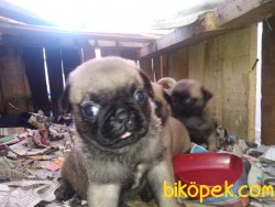 Pug Mops Yavrular 3