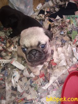 Pug Mops Yavrular 5