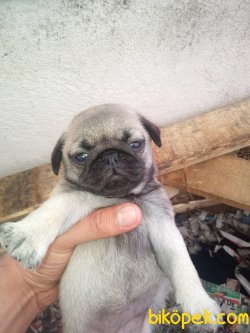 Pug Mops Yavrular 4