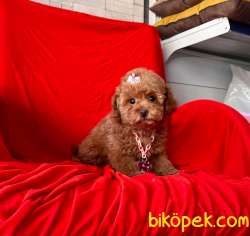 RED BROWN POODLE 3