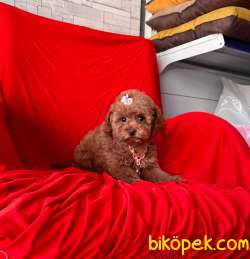 RED BROWN POODLE 1