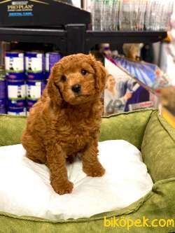 RED BROWN TOY POODLE YAVRULARIMIZ 2