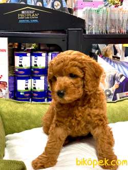 RED BROWN TOY POODLE YAVRULARIMIZ 1