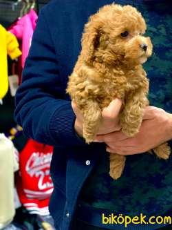 RED BROWN TOY POODLE YAVRULARIMIZ 5