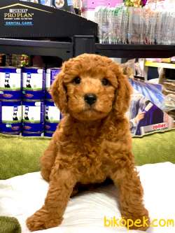 RED BROWN TOY POODLE YAVRULARIMIZ 4