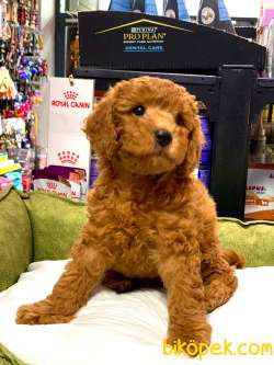 RED BROWN TOY POODLE YAVRULARIMIZ 3