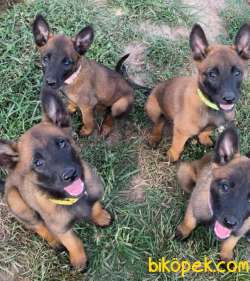 Safkan Malinois Yavrular 1