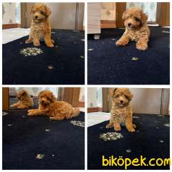 Safkan Sağlık Garantili Toy Poodle Yavrumuz 1