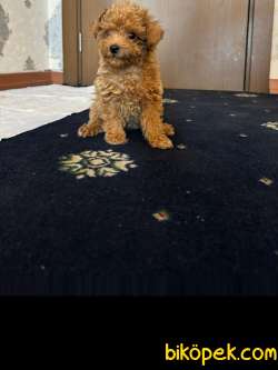 Safkan Sağlık Garantili Toy Poodle Yavrumuz 3