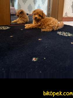 Safkan Sağlık Garantili Toy Poodle Yavrumuz 2
