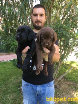 SAFKAN SATILIK LABRADOR RETRİEVER YAVRULARI 4