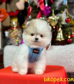 Safkan Teddy Face Pomeranian Boo Yavrular 1