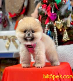 Safkan Teddy Face Pomeranian Boo Yavrular 4