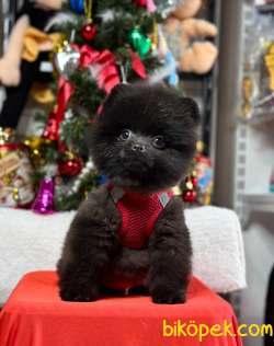 Safkan Teddy Face Pomeranian Boo Yavrular 3