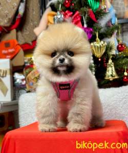 Safkan Teddy Face Pomeranian Boo Yavrular 2