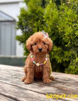 SAFKAN TOY PODDLE YAVRULAR 3