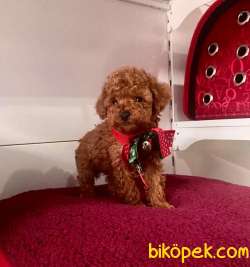 Safkan Toy Poodle Yavrular 3