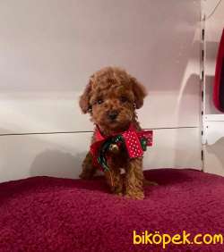 Safkan Toy Poodle Yavrular 1