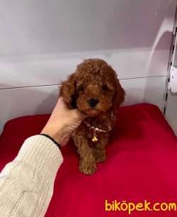 Safkan Toy Poodle Yavrular 2
