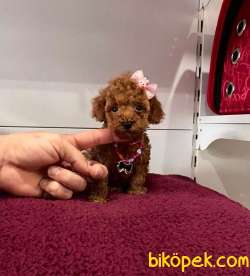 Safkan Toy Poodle Yavrular 5