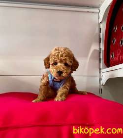 Safkan Toy Poodle Yavrular 4